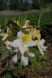 Toucan Azalea (Rhododendron 'Toucan') at A Very Successful Garden Center