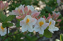 Fawley Azalea (Rhododendron 'Fawley') at A Very Successful Garden Center