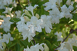Whitethroat Azalea (Rhododendron 'Whitethroat') at Stonegate Gardens