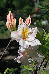 Knap Hill White Azalea (Rhododendron 'Knap Hill White') at A Very Successful Garden Center
