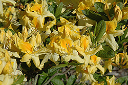 Sunbonnet Azalea (Rhododendron 'Sunbonnet') at Stonegate Gardens