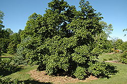Borealis Magnolia (Magnolia kobus var. borealis) at Lakeshore Garden Centres