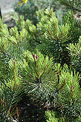 Gold Spire Mugo Pine (Pinus mugo 'Gold Spire') at Stonegate Gardens