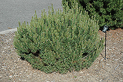 Mrs. Cesarini Mugo Pine (Pinus mugo 'Mrs. Cesarini') at A Very Successful Garden Center