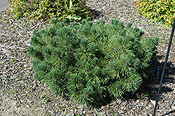 Rock Garden Mugo Pine (Pinus mugo 'Rock Garden') at Stonegate Gardens