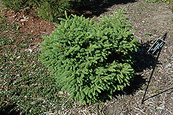 Pitt Cemetery Norway Spruce (Picea abies 'Pitt Cemetery') at A Very Successful Garden Center