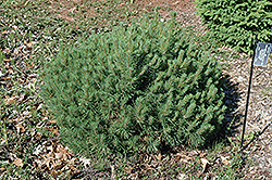 Allen Mugo Pine (Pinus mugo 'Allen') at Stonegate Gardens