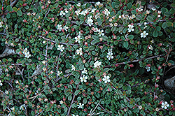 Streib's Findling Cotoneaster (Cotoneaster dammeri 'Streib's Findling') at Lakeshore Garden Centres