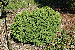 Horace Wilson Norway Spruce (Picea abies 'Horace Wilson') at A Very Successful Garden Center