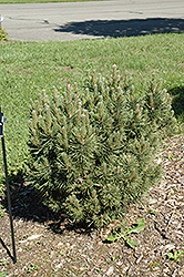 Rock Island Mugo Pine (Pinus mugo 'Rock Island') at A Very Successful Garden Center
