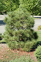 Wissota Red Pine (Pinus resinosa 'Wissota') at Stonegate Gardens