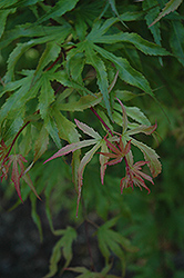 Tsuri Nishiki Japanese Maple (Acer palmatum 'Tsuri Nishiki') at Stonegate Gardens