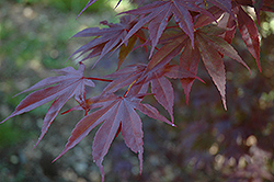 Moonfire Japanese Maple (Acer palmatum 'Moonfire') at Stonegate Gardens