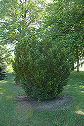 Ohio Globe Yew (Taxus x media 'Ohio Globe') at A Very Successful Garden Center