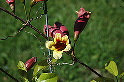 Cross Vine (Bignonia capreolata) at A Very Successful Garden Center