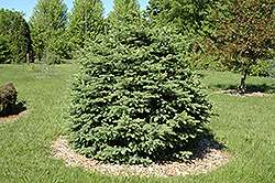 Green Spire Colorado Spruce (Picea pungens 'Green Spire') at A Very Successful Garden Center