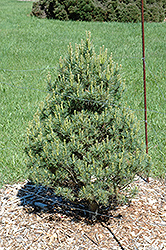 Sarah Rachel Eastern White Pine (Pinus strobus 'Sarah Rachel') at A Very Successful Garden Center