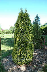 Douglas Golden Arborvitae (Thuja occidentalis 'Douglasii Aurea') at A Very Successful Garden Center