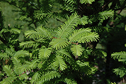 Waasland Dawn Redwood (Metasequoia glyptostroboides 'Waasland') at A Very Successful Garden Center