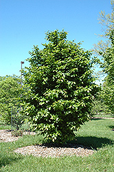Vanessa Parrotia (Parrotia persica 'Vanessa') at Stonegate Gardens