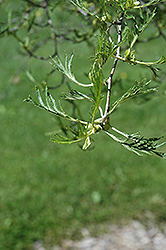Imperial Common Alder (Alnus glutinosa 'Imperialis') at Stonegate Gardens