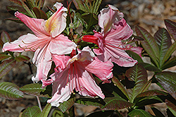 Williams Rhododendron (Rhododendron 'Williams') at A Very Successful Garden Center