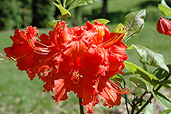 Tintoretto Azalea (Rhododendron 'Tintoretto') at A Very Successful Garden Center