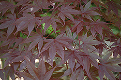 Margaret Bee Japanese Maple (Acer palmatum 'Margaret Bee') at A Very Successful Garden Center