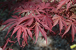 Oshu Shidare Japanese Maple (Acer palmatum 'Oshu Shidare') at Lakeshore Garden Centres