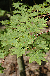 Siebold Maple (Acer sieboldianum) at A Very Successful Garden Center