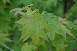 Tana Japanese Maple (Acer palmatum 'Tana') at A Very Successful Garden Center