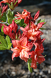 Salmon Joy Azalea (Rhododendron 'Salmon Joy') at A Very Successful Garden Center