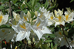 Exbury White Azalea (Rhododendron 'Exbury White') at Stonegate Gardens