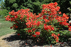 Balzac Azalea (Rhododendron 'Balzac') at A Very Successful Garden Center