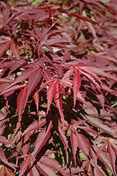 Red Dawn Full Moon Maple (Acer shirasawanum 'Red Dawn') at A Very Successful Garden Center