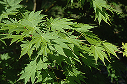 Sode No Uchi Dwarf Siebold Maple (Acer sieboldianum 'Sode No Uchi') at Stonegate Gardens