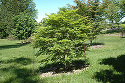 Sode No Uchi Dwarf Siebold Maple (Acer sieboldianum 'Sode No Uchi') at A Very Successful Garden Center