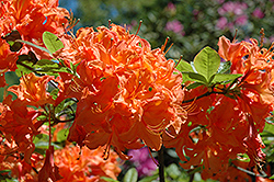 John F. Kennedy Azalea (Rhododendron 'John F. Kennedy') at Stonegate Gardens