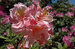 Cecile Azalea (Rhododendron 'Cecile') at A Very Successful Garden Center