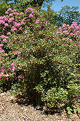 Hollandia Red Enkianthus (Enkianthus campanulatus 'Hollandia Red') at A Very Successful Garden Center