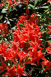 Coral Queen Azalea (Rhododendron 'Coral Queen') at Stonegate Gardens