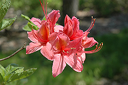 Ilam Pink Williams Azalea (Rhododendron 'Ilam Pink Williams') at Stonegate Gardens