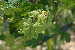 Pulverulentum Hedge Maple (Acer campestre 'Pulverulentum') at A Very Successful Garden Center