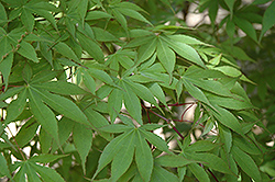 Osakazuki Japanese Maple (Acer palmatum 'Osakazuki') at Stonegate Gardens