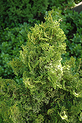 Little Markey Hinoki Falsecypress (Chamaecyparis obtusa 'Little Markey') at A Very Successful Garden Center