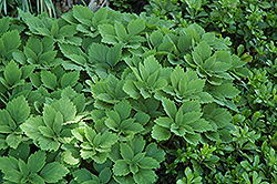 Allegheny Spurge (Pachysandra procumbens) at A Very Successful Garden Center