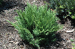 Jacobsen Siberian Cypress (Microbiota decussata 'Jacobsen') at Stonegate Gardens