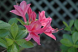 Jolie Madame Azalea (Rhododendron 'Jolie Madame') at A Very Successful Garden Center