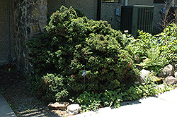 Elegant Dwarf Japanese Cedar (Cryptomeria japonica 'Elegans Nana') at A Very Successful Garden Center