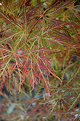 Dr. Baker Cutleaf Japanese Maple (Acer palmatum 'Dr. Baker') at A Very Successful Garden Center